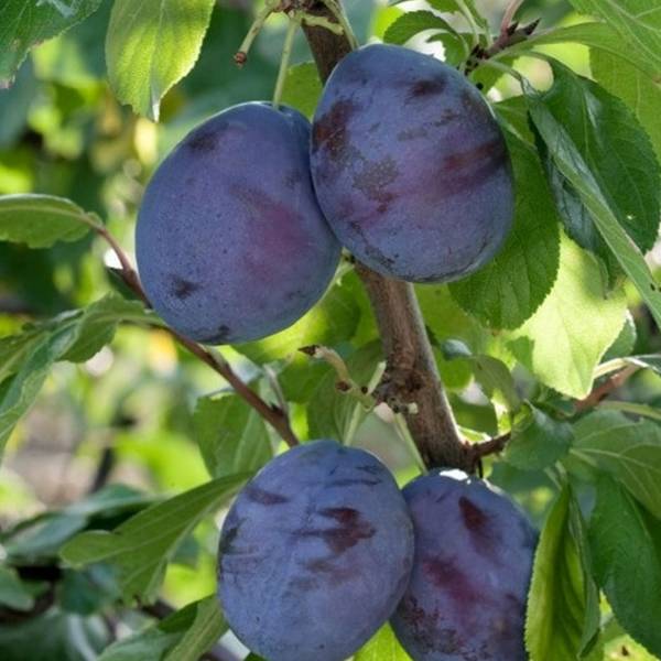 Slivka President Prunus domestica neskorá