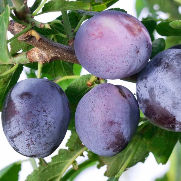 Slivka Toptaste Prunus domestica stredne skorá