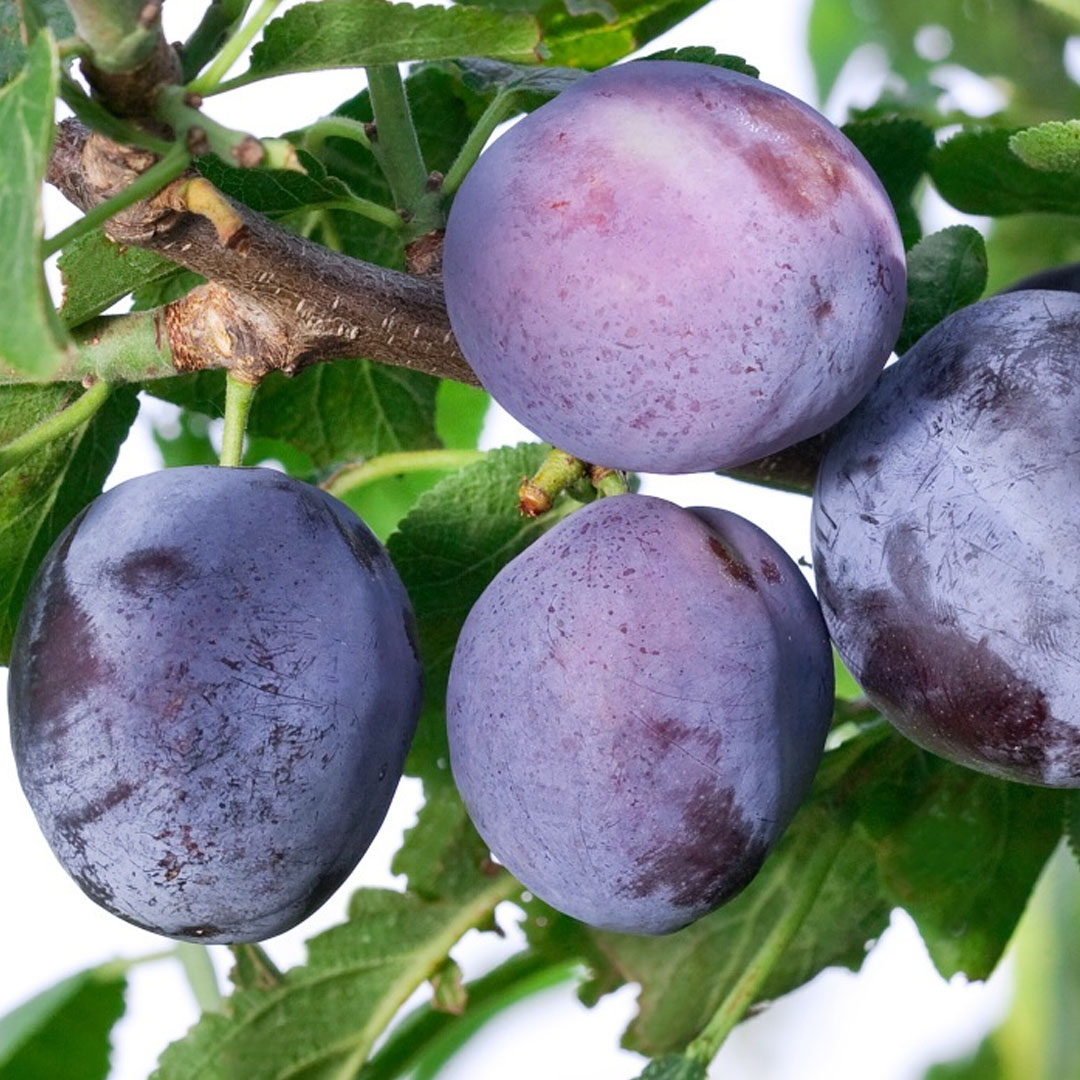Slivka toptaste prunus domestica stredne skorá | záhradníctvo garden team Slivka toptaste prunus domestica stredne skorá
