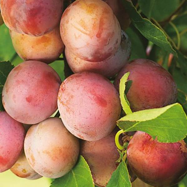 Ringlota Opál Prunus domestica červená
