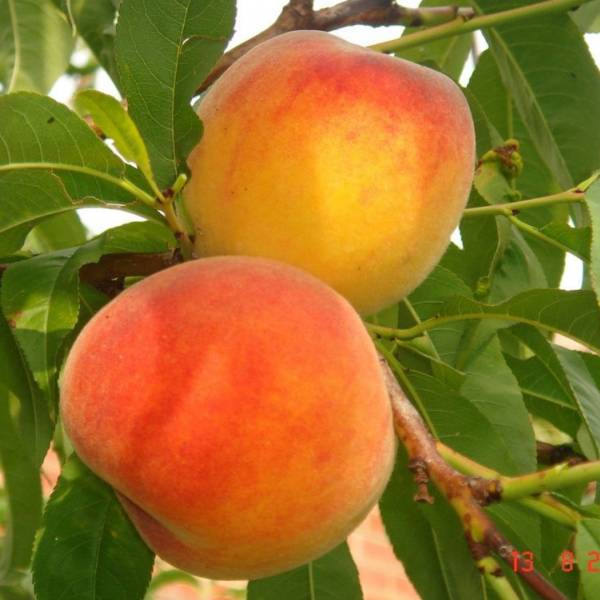 Broskyňa Inka Prunus persica stredne skorá