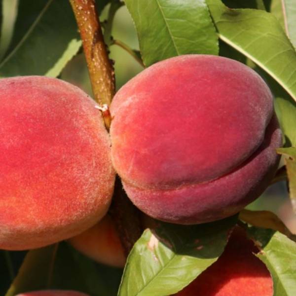 Broskyňa Redhaven Prunus persica stredne skorá