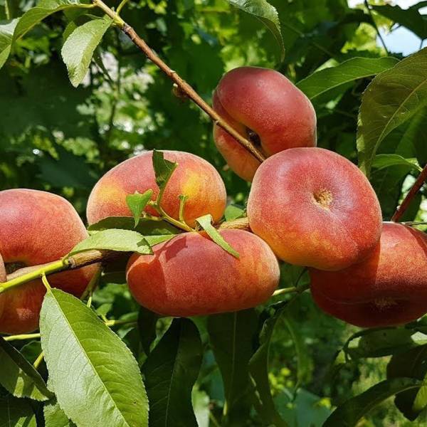 Broskyňa Saturn plochá Prunus persica stredne skorá