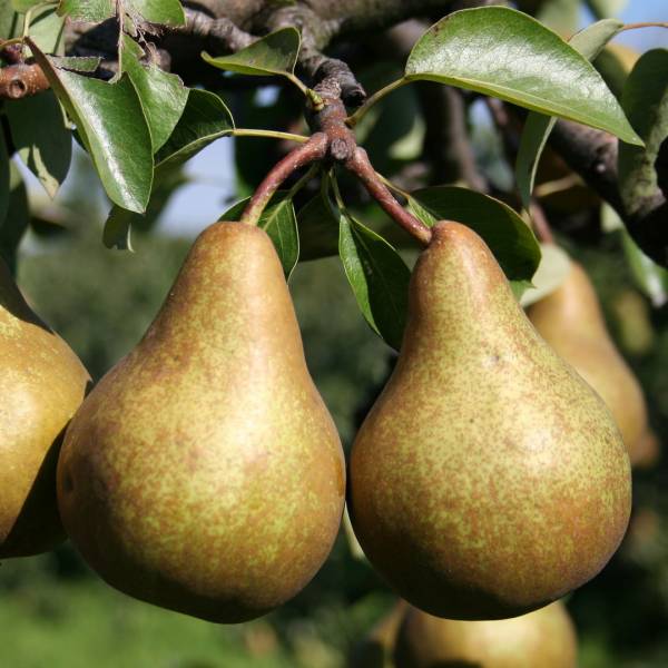 Hruška Boscova fľaška Pyrus communis jesenná