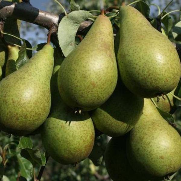 Hruška Konferencia Pyrus communis jesenná