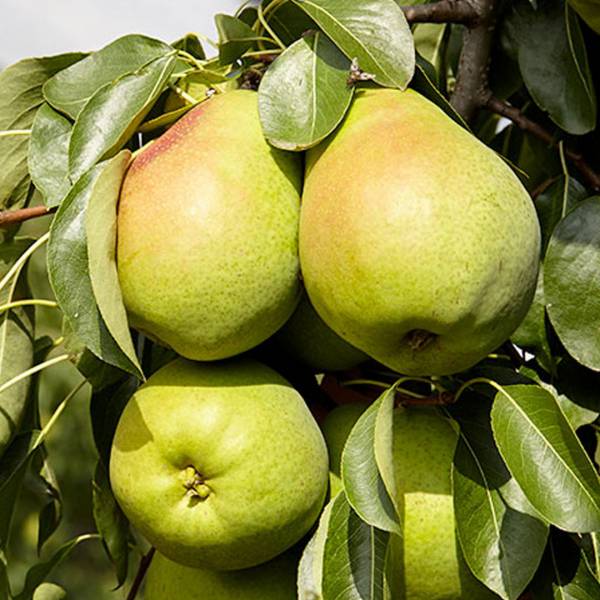 Hruška lucasova pyrus communis zimná | záhradníctvo garden team Hruška lucasova pyrus communis zimná