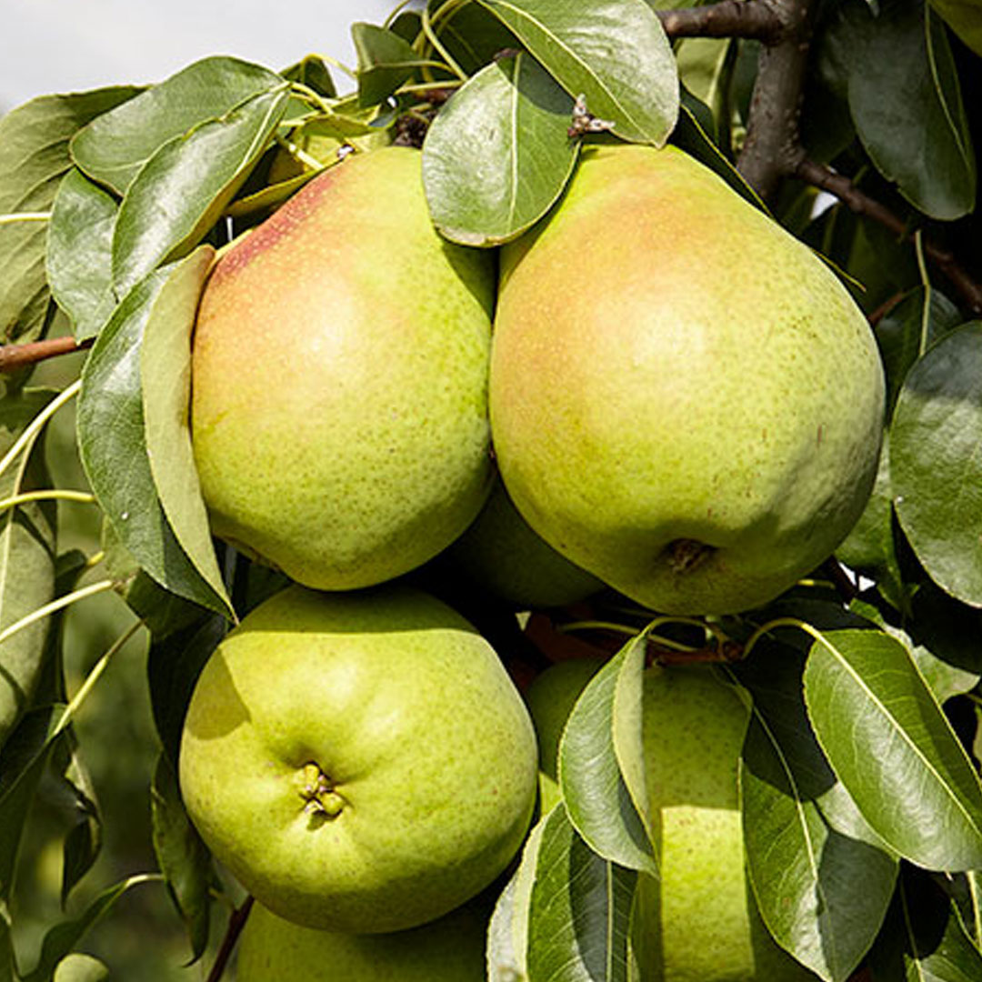 Hruška lucasova pyrus communis zimná | záhradníctvo garden team Hruška lucasova pyrus communis zimná