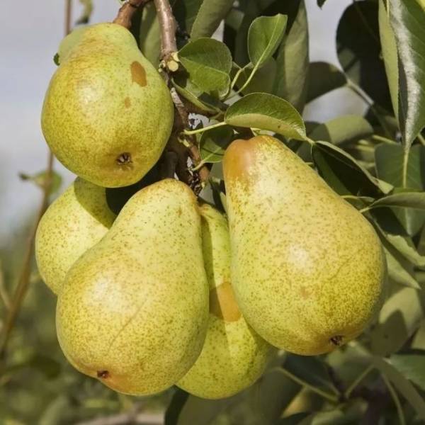 Hruška Williamsova Pyrus communis letná