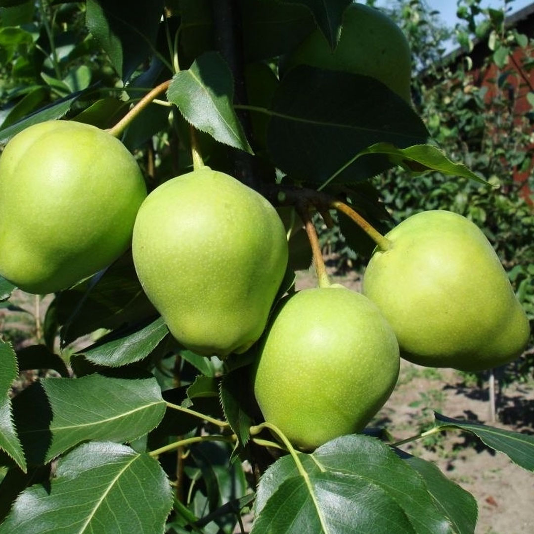Hruška ázijská early shu pyrus pyrifolia | záhradníctvo garden team Hruška ázijská early shu pyrus pyrifolia