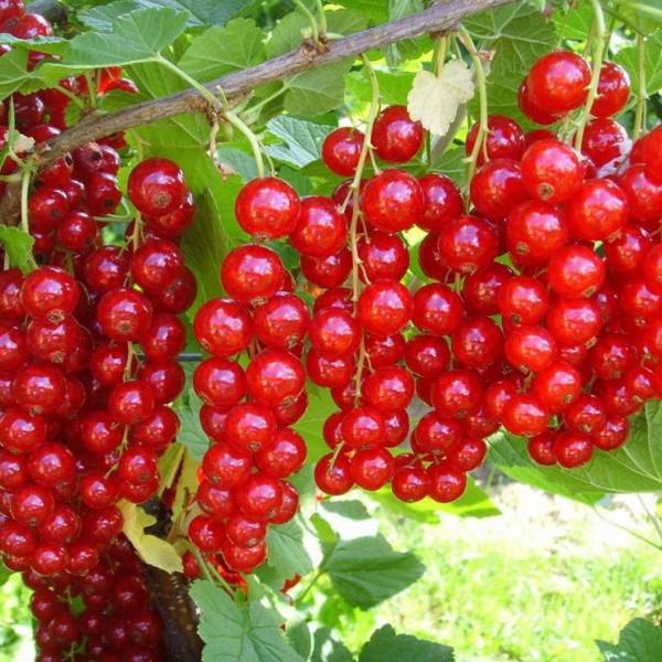 Ríbezľa Jonkheer Van Tets červená stromková