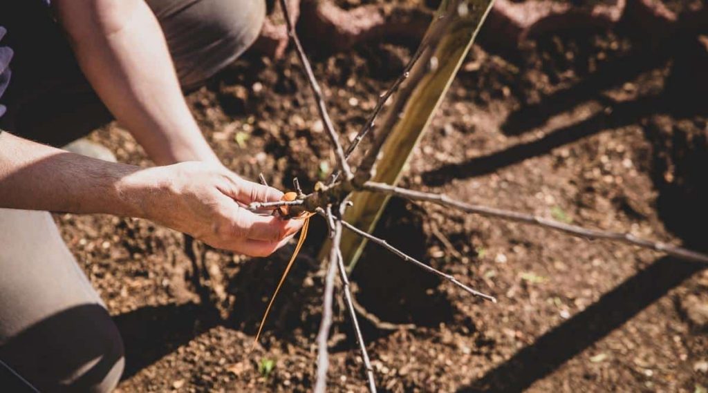Apple-tree-planting-vysadba | záhradníctvo garden team