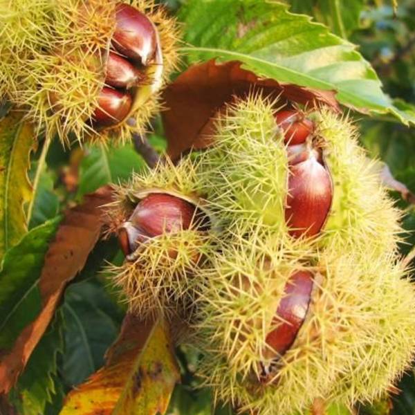 Gaštan jedlý Castanea sativa