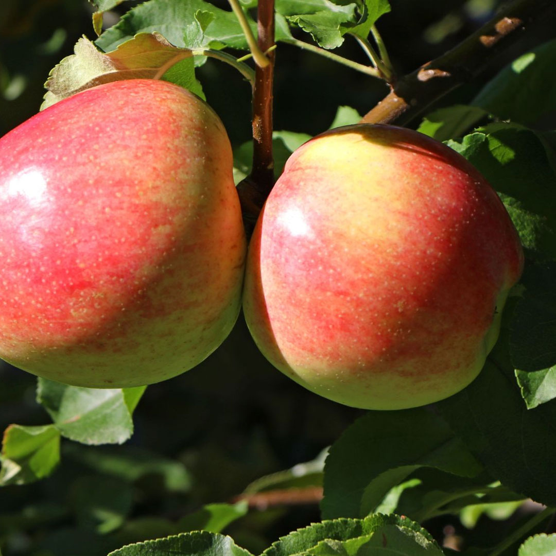 Jabloň jakob fischer malus domestica jesenná | záhradníctvo garden team Jabloň jakob fischer malus domestica jesenná