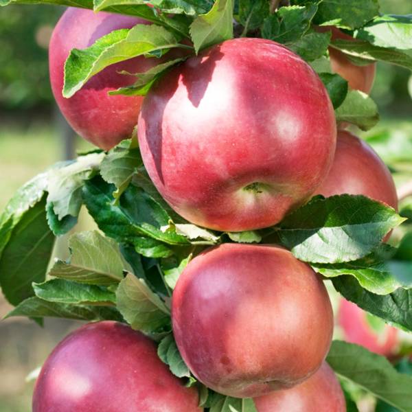 Jabloň Júlia Malus domestica letná