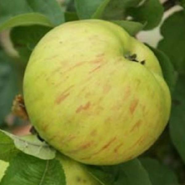 Jabloň Lebelovo Malus domestica jesenná