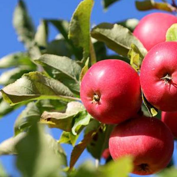 Jabloň Meklenburgské Malus domestica zimná