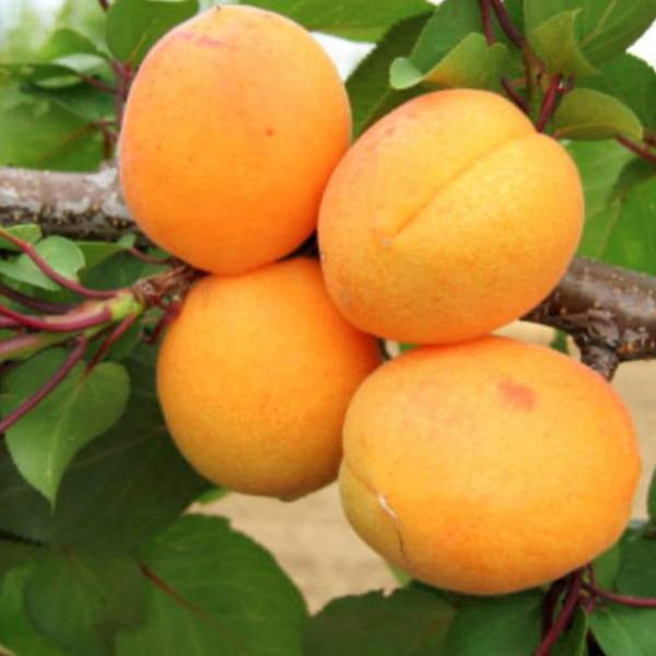 Marhuľa Leala Prunus armeniaca neskorá