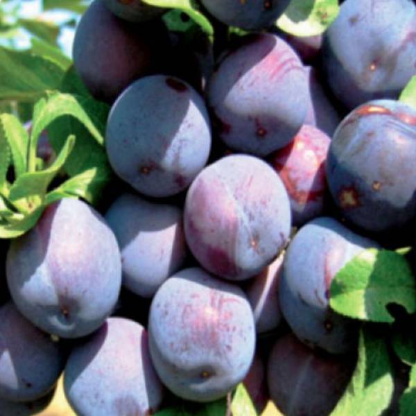 Slivka Bryska Prunus domestica skorá