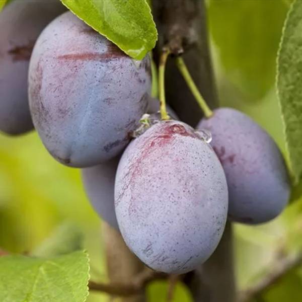 Slivka Katinka Prunus domestica skorá