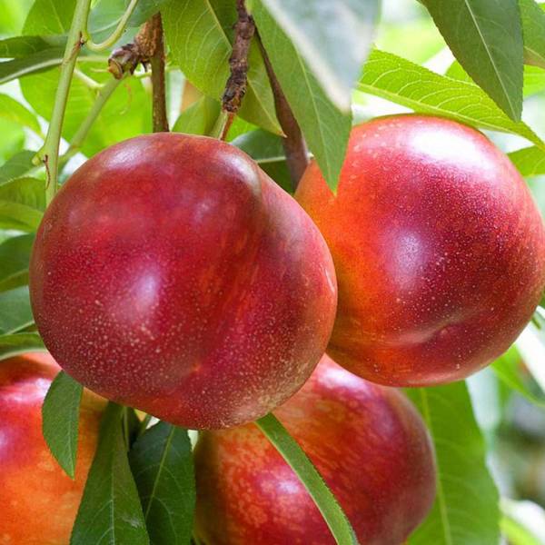 Nektarinka Fantasia Prunus persica neskorá