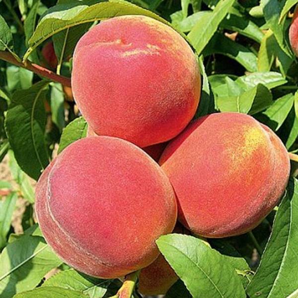 Broskyňa Modřinka Prunus persica stredne skorá