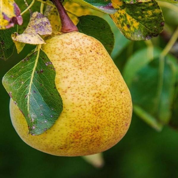 Hruška Hardyho Pyrus communis zimná