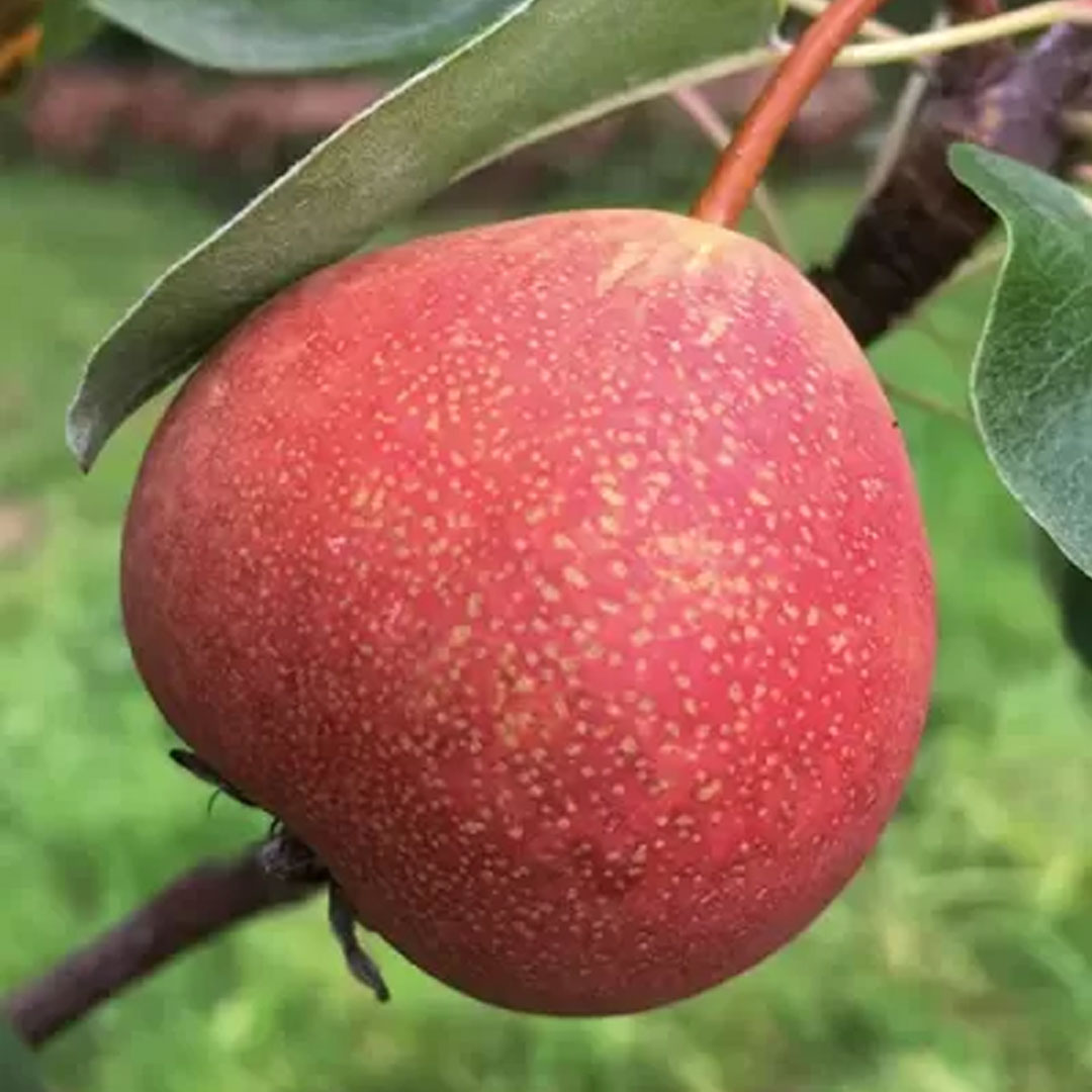 Hruška krvavka pyrus communis letná | záhradníctvo garden team Hruška krvavka pyrus communis letná