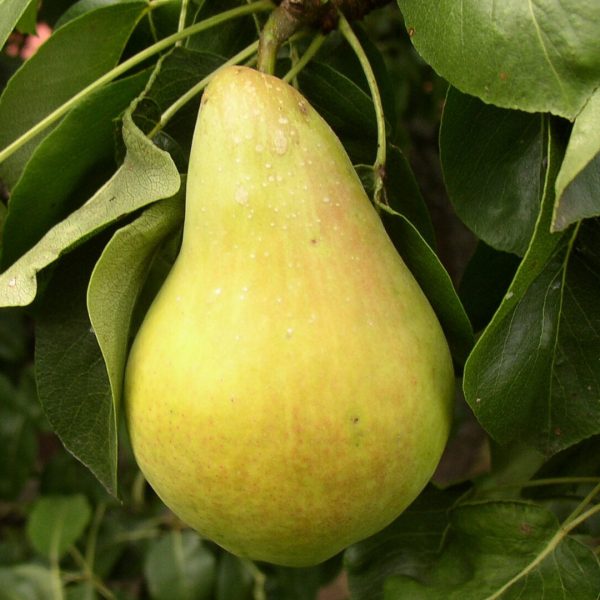 Hruška Solanka Pyrus communis letná