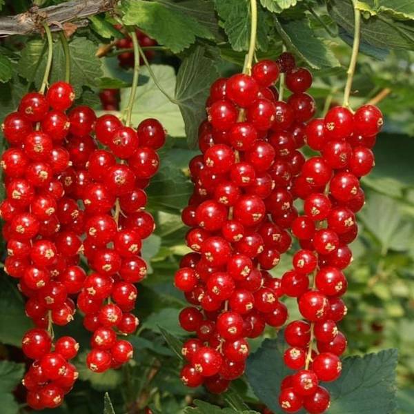 Ríbezľa Rovada červená stromková neskorá