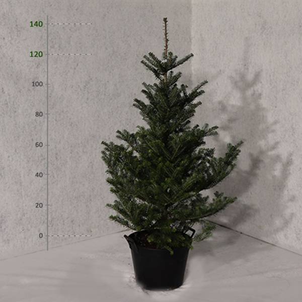 Jedľa kórejská v kvetináči Abies koreana 120 - 140 cm