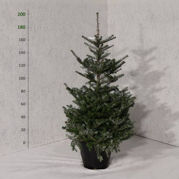 Jedľa kórejská v kvetináči Abies koreana 180 - 200 cm