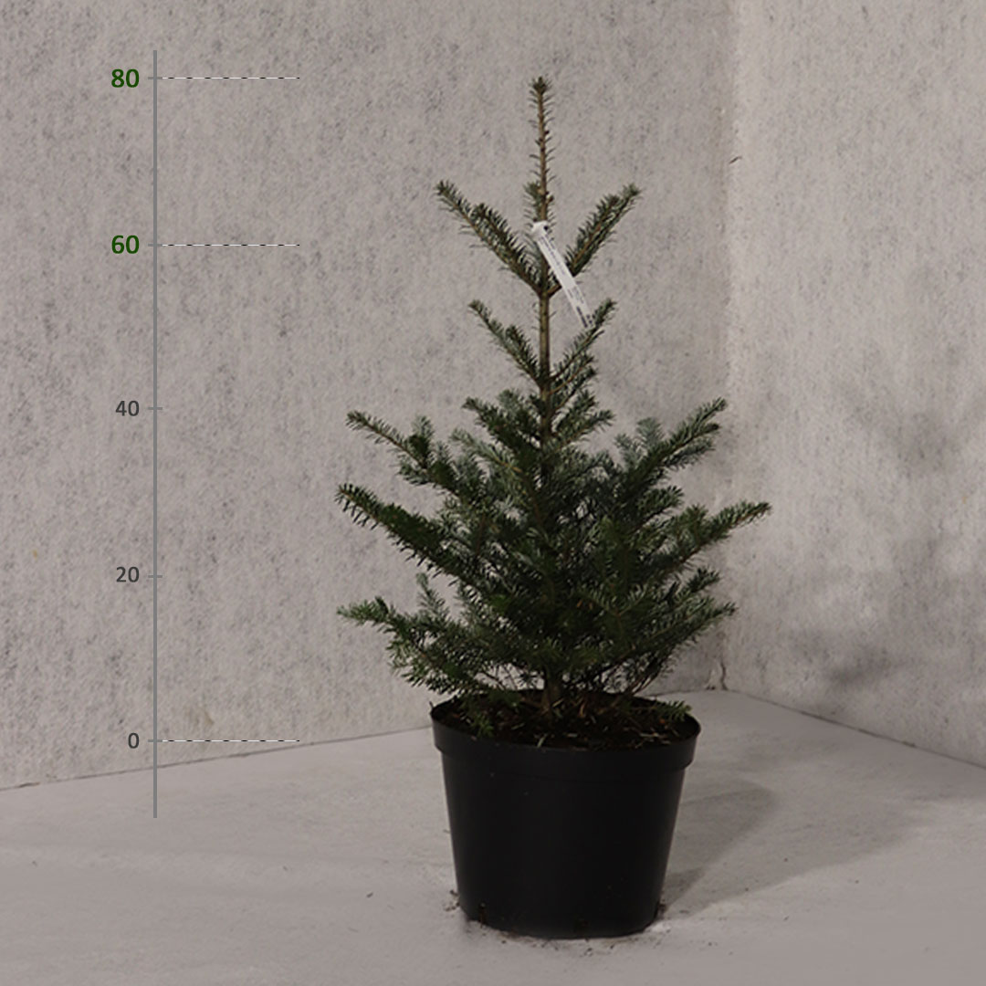 Jedľa kórejská v kvetináči abies koreana 60 - 80 cm | záhradníctvo garden team Jedľa kórejská v kvetináči abies koreana 60 80 cm