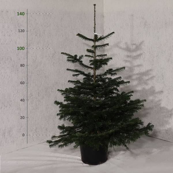 Jedľa normandská v kvetináči Abies nordmanniana 100 - 140 cm