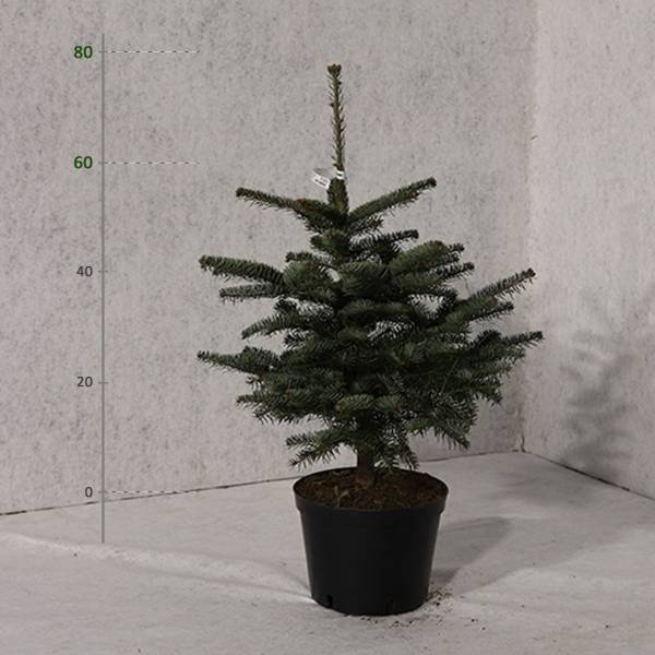 Jedľa normandská v kvetináči Abies nordmanniana 60 - 80 cm