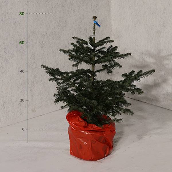 Jedľa normandská v kvetináči Abies nordmanniana vianočná 60 - 80 cm