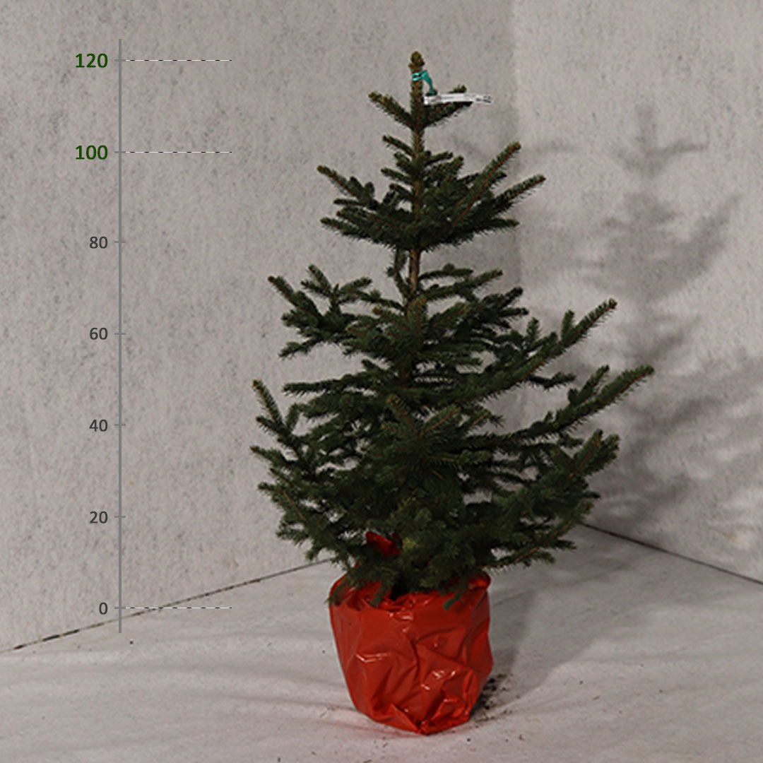 Smrek pichľavý v kvetináči picea pungens vianočný 100 - 120 cm | záhradníctvo garden team Smrek pichľavý v kvetináči picea pungens vianočný 100 120 cm