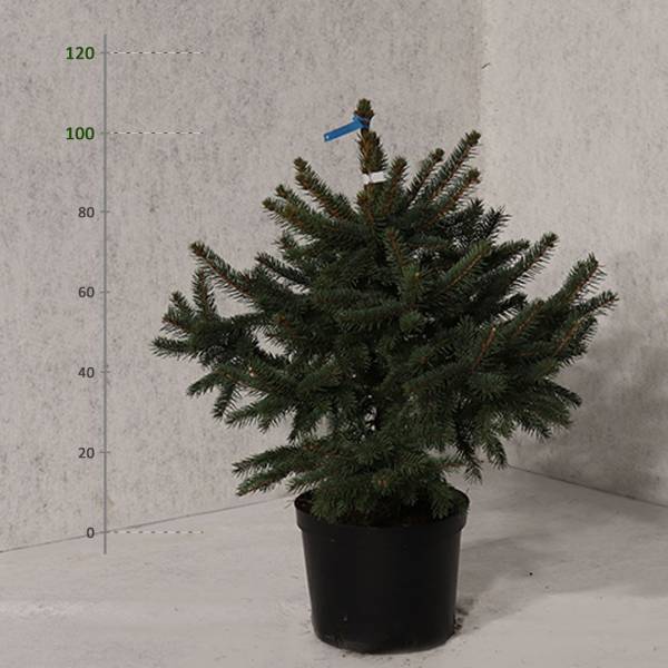 Smrek pichľavý v kvetináči picea pungens 110   120 cm