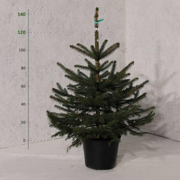 Smrek pichľavý v kvetináči Picea Pungens 120 - 140 cm