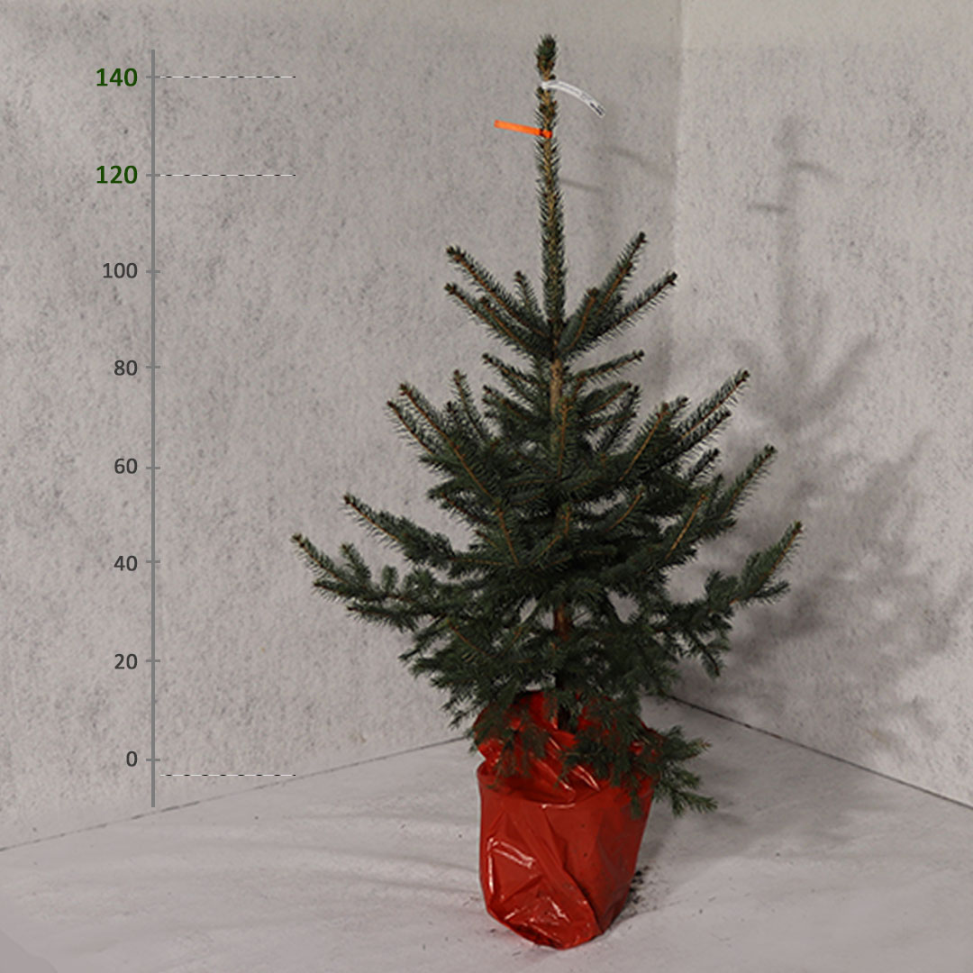 Smrek pichľavý v kvetináči picea pungens vianočný 120 - 140 cm | záhradníctvo garden team Smrek pichľavý v kvetináči picea pungens vianočný 120 140 cm