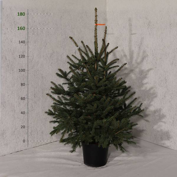 Smrek pichľavý v kvetináči Picea Pungens 160 - 180 cm