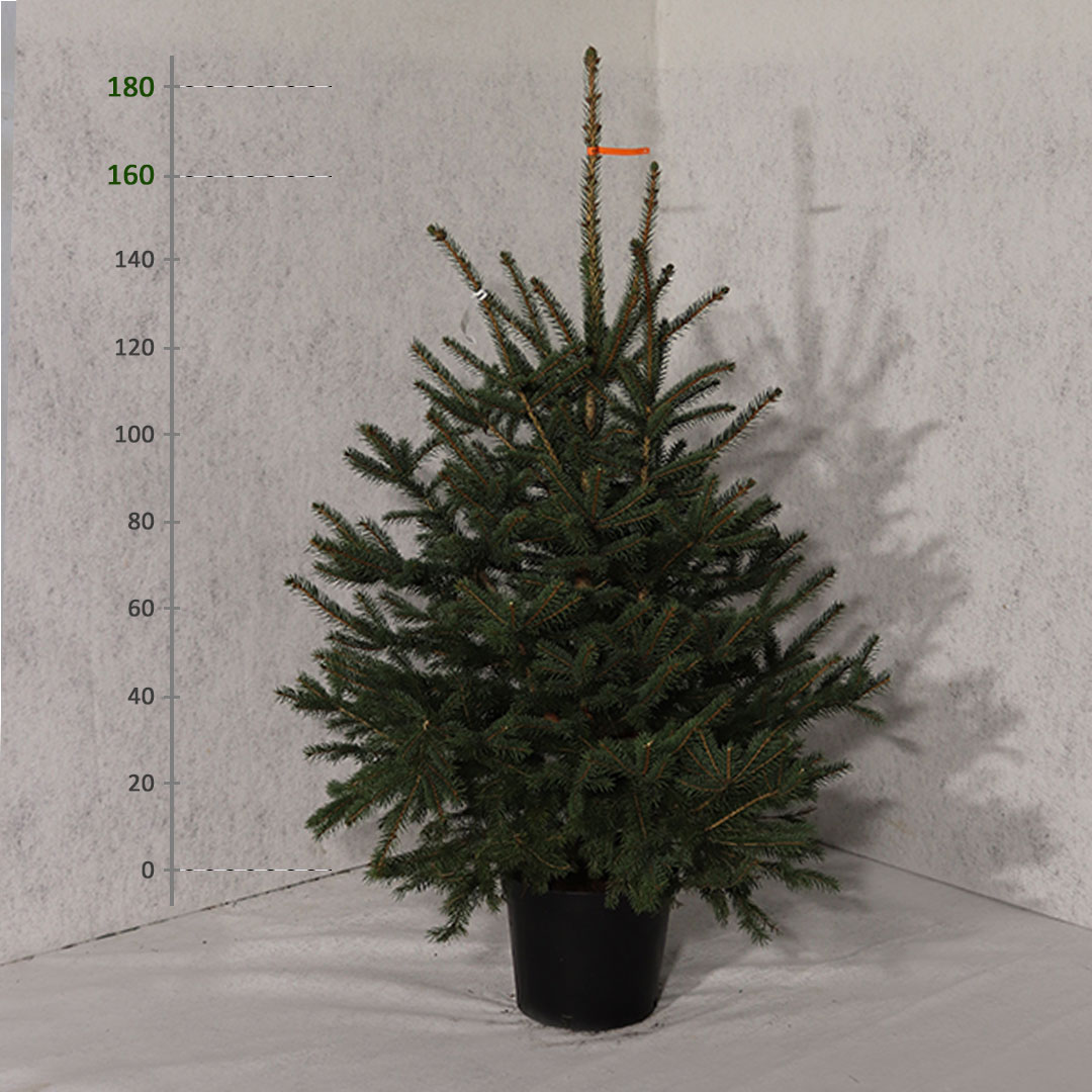 Smrek pichľavý v kvetináči picea pungens 160 - 180 cm | záhradníctvo garden team Smrek pichľavý v kvetináči picea pungens 160 180 cm
