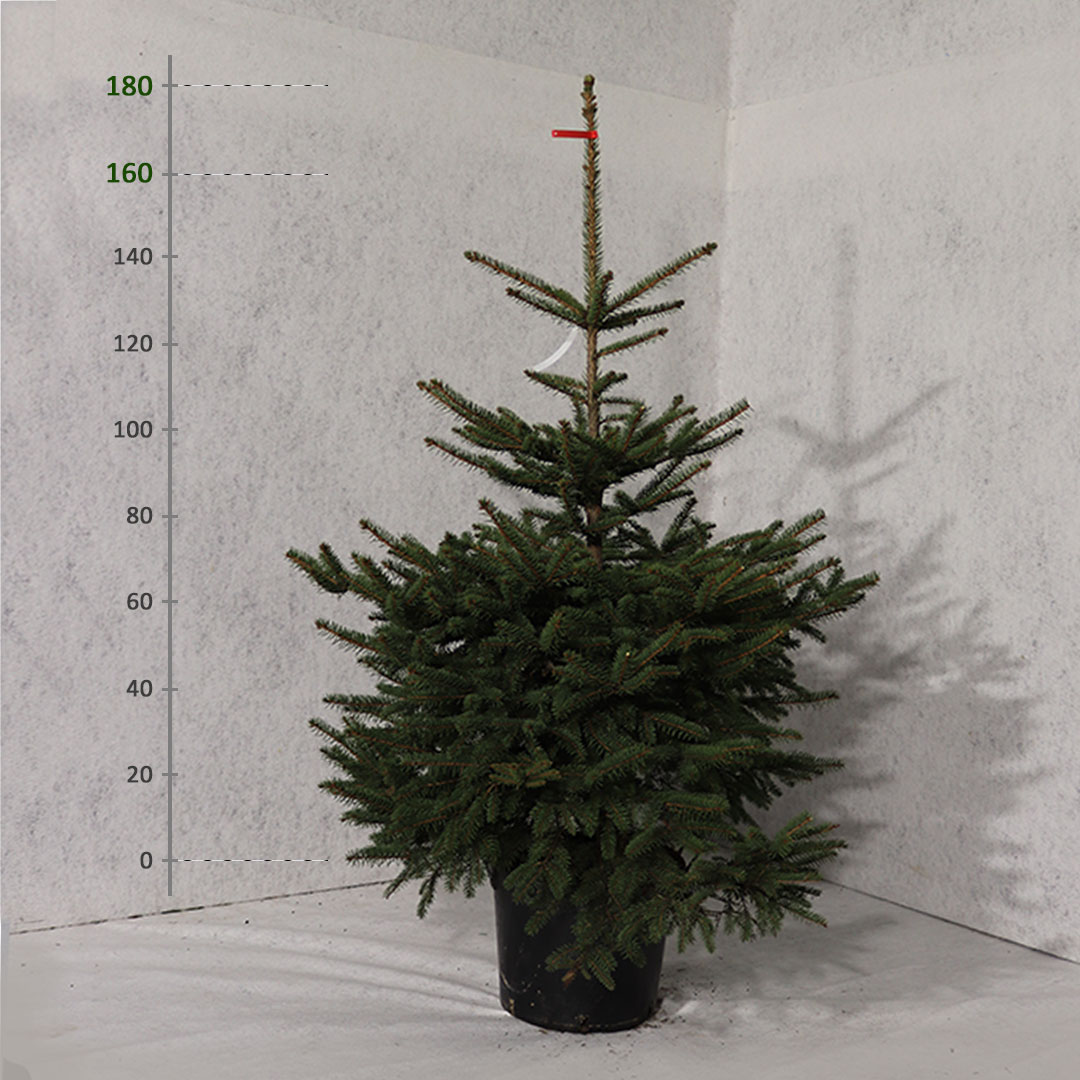 Smrek pichľavý v kvetináči picea pungens 160 - 180 cm | záhradníctvo garden team Smrek pichľavý v kvetináči picea pungens 160 180 cm