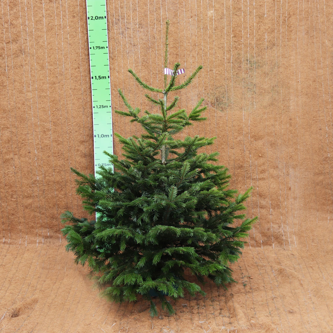 Živý vianočný stromček jedľa normandská 125 - 175 cm Štandard | záhradníctvo garden team Živý vianočný stromček jedľa normandská 125 175 cm Štandard