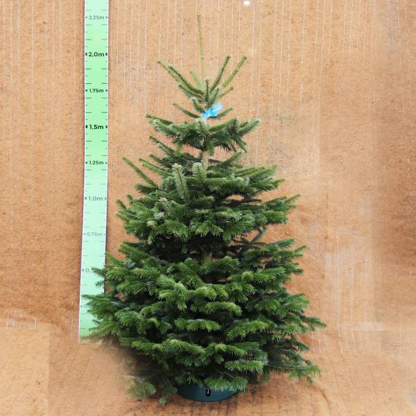Živý vianočný stromček jedľa normandská 175   200 cm premium