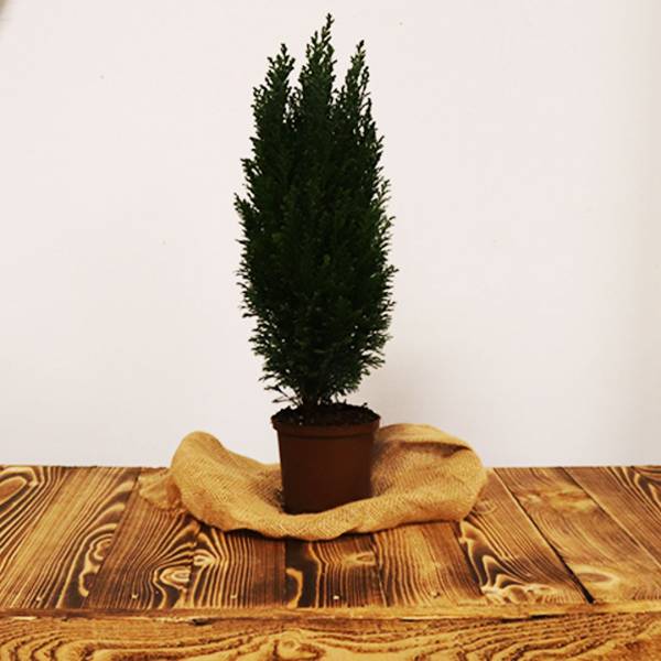 Cypruštek Lawsoniana Ellwoodii
