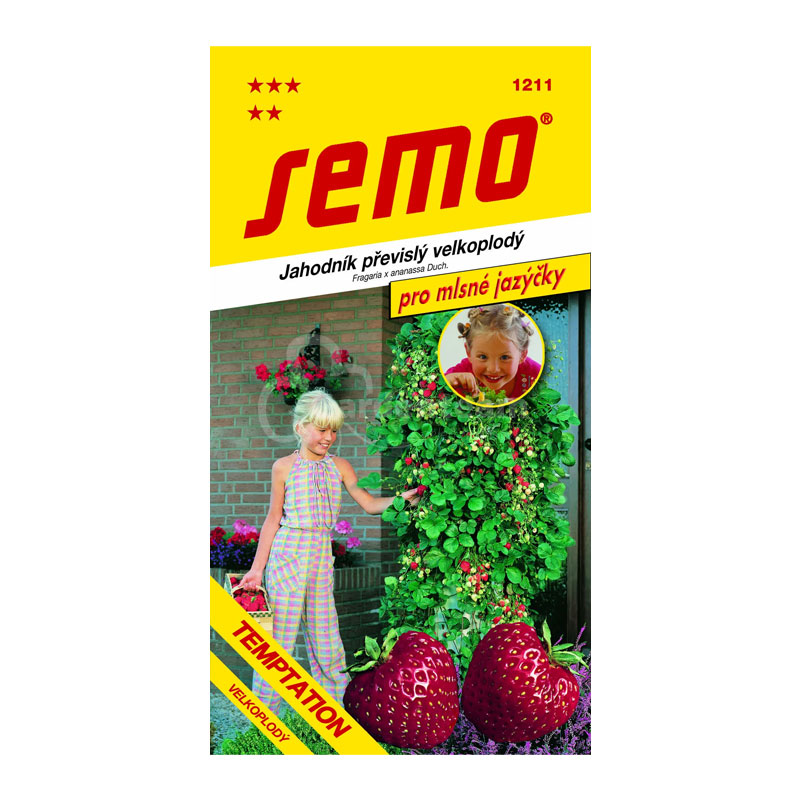 Jahoda temptation prevyslá | záhradníctvo garden team Jahoda temptation prevyslá