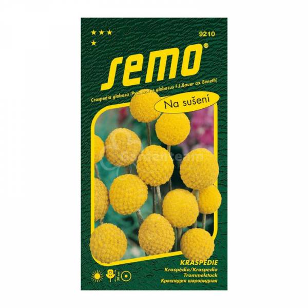 Kraspédia Billy Buttons