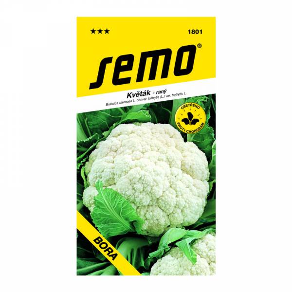 Karfiol jarný bora | záhradníctvo garden team Karfiol jarný bora