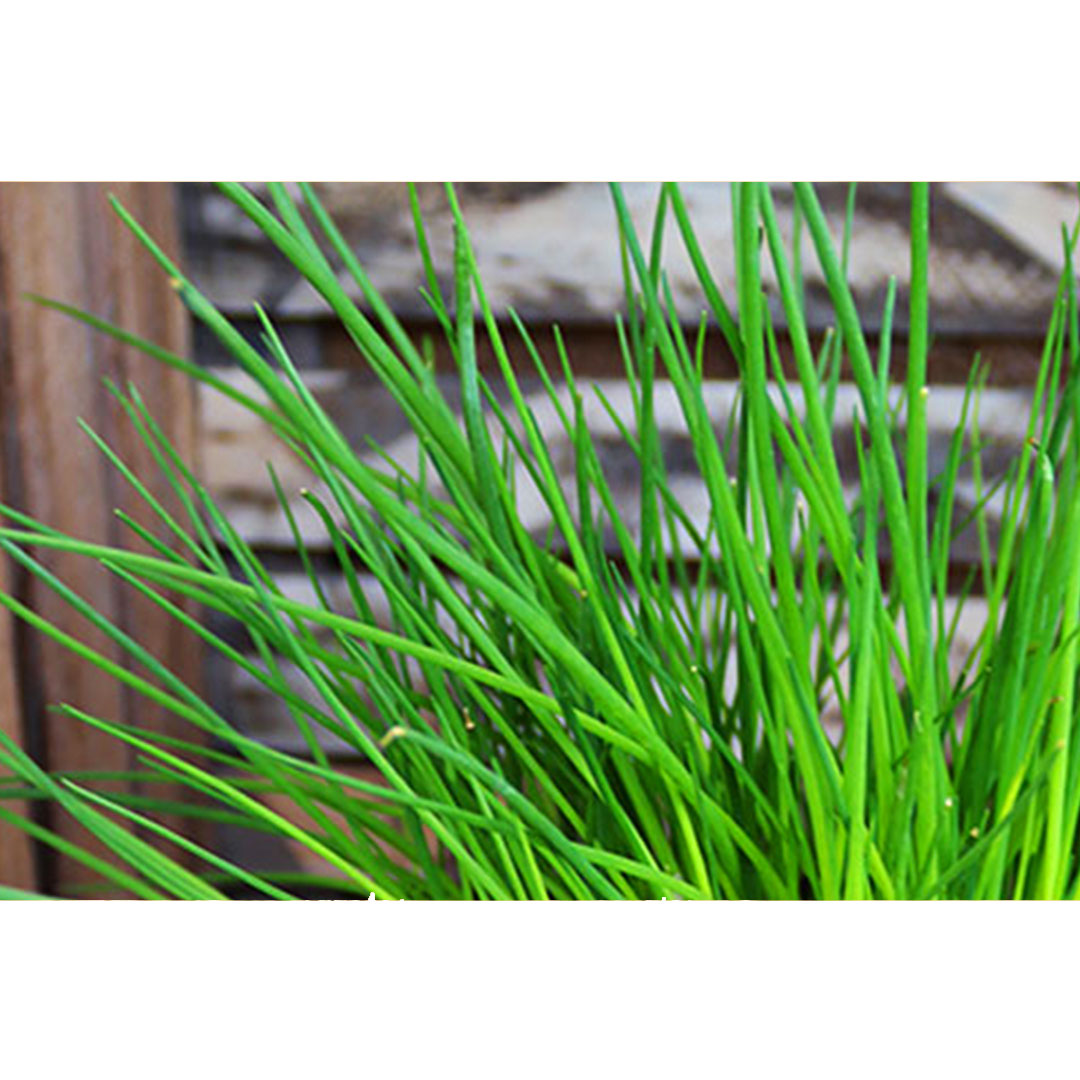 Cesnak pažitkový allium schoenoprasum | záhradníctvo garden team Cesnak pažitkový allium schoenoprasum