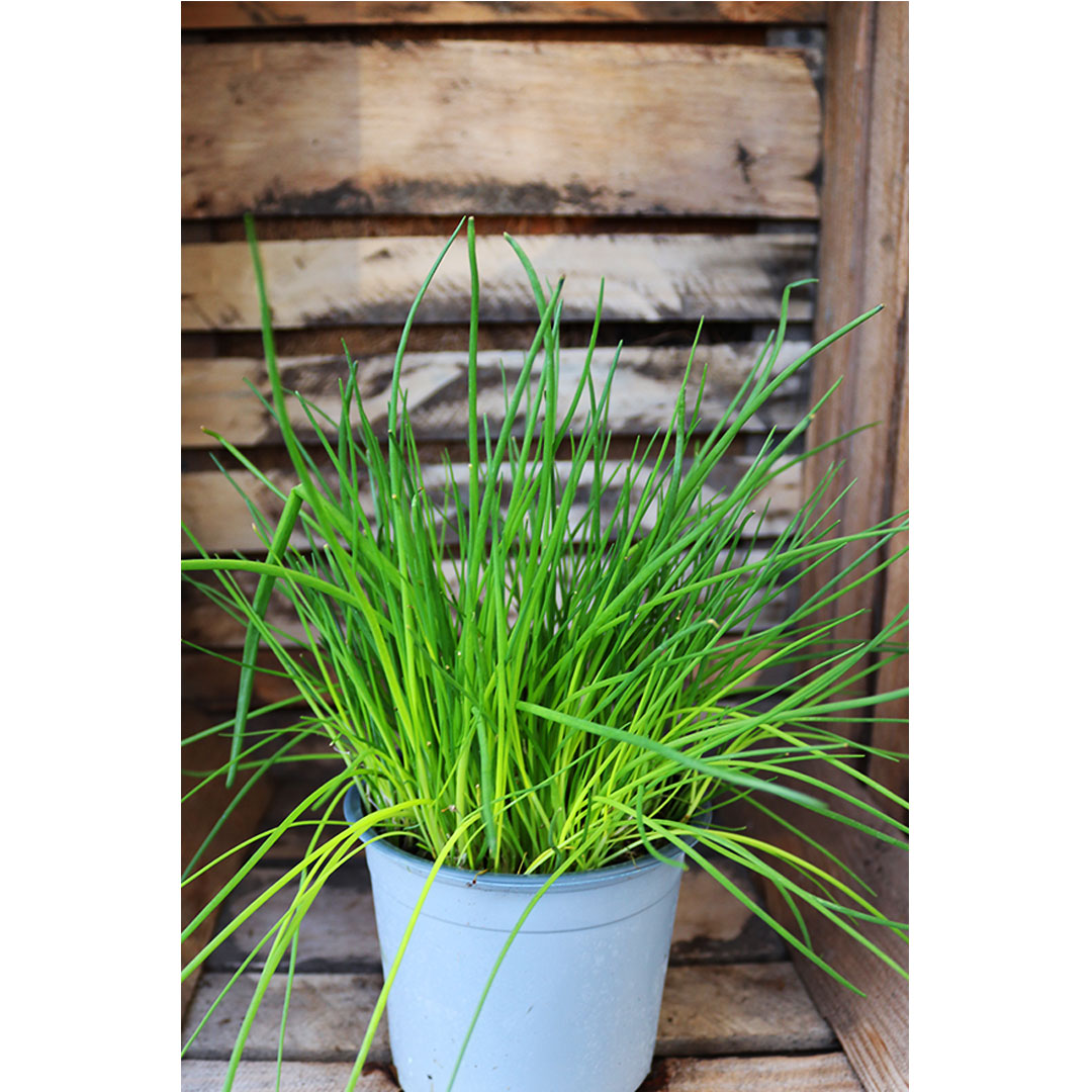Cesnak pažitkový allium schoenoprasum | záhradníctvo garden team Cesnak pažitkový allium schoenoprasum